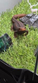Tylototriton, Animaux & Accessoires, Reptiles & Amphibiens, Amphibien