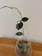 Hoya Carnosa Wilbur Graves, Huis en Inrichting, Ophalen of Verzenden