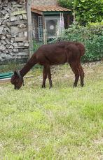 alpaca, Dieren en Toebehoren, Vrouwelijk, 6 jaar of ouder