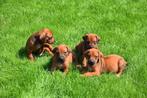 Prachtige Rhodesian Ridgeback pups, Dieren en Toebehoren, België, Overige rassen, CDV (hondenziekte), 8 tot 15 weken