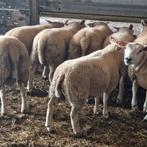 Schapen Bokken, rammen te koop, Dieren en Toebehoren, Schapen, Geiten en Varkens