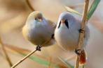 Baardmannetjes te koop, Dieren en Toebehoren, Vogels | Overige Vogels, Meerdere dieren, Wildzangvogel, Geringd