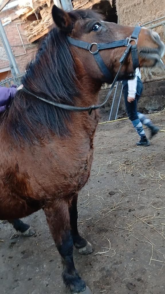 VERZORGPAARD GERAARDSBERGEN, Animaux & Accessoires, Chevaux, Jument, Débourré, 160 à 165 cm, 7 à 10 ans, Cheval de récréation