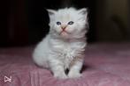 🐱Hypoallergene Neva Masquerade (Siberische katten) kittens, Dieren en Toebehoren, Meerdere dieren, 0 tot 2 jaar, Gechipt