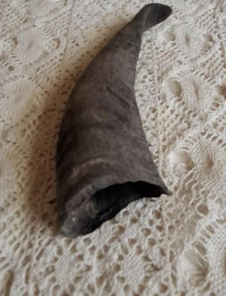 Kleine dieren hoorn ter decoratie, Antiek en Kunst, Curiosa en Brocante, Ophalen of Verzenden