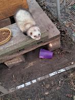 Fret wildkleur️, Juni, Mannelijk