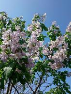 Paulownia boutures, Jardin & Terrasse, Bulbes & Semences, Enlèvement ou Envoi