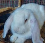 prachtige tamme konijnen, Dieren en Toebehoren, Meerdere dieren, Groot, Hangoor, 0 tot 2 jaar