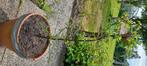 Prunier, Tuin en Terras, Planten | Fruitbomen, Pruimenboom, Volle zon, 100 tot 250 cm, Ophalen