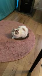 Te adopteren, Dieren en Toebehoren, Dierenvoeding, Ophalen, Kat