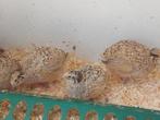 Japanse kwartels, Dieren en Toebehoren, Vogels | Overige Vogels