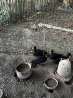 Smaragd eenden, Dieren en Toebehoren, Pluimvee