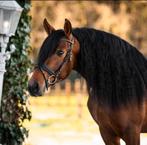 Brun andalou pur, Vermifugé, Cheval de dressage, Débourré, 160 à 165 cm