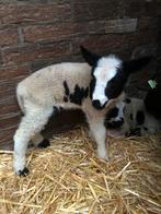 Baggerbont flessen ooi lam., Dieren en Toebehoren, Schapen, Geiten en Varkens