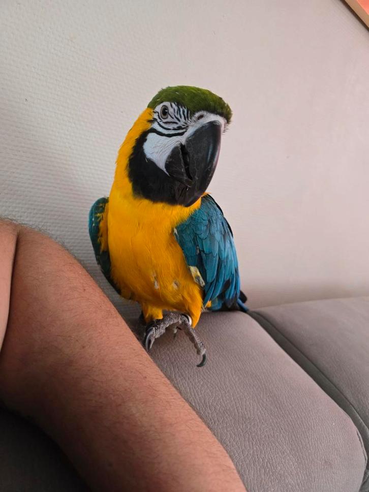 Femelle avec tous ses documents et 2 cage contre vehicule, Animaux & Accessoires, Oiseaux | Perruches & Perroquets, Femelle