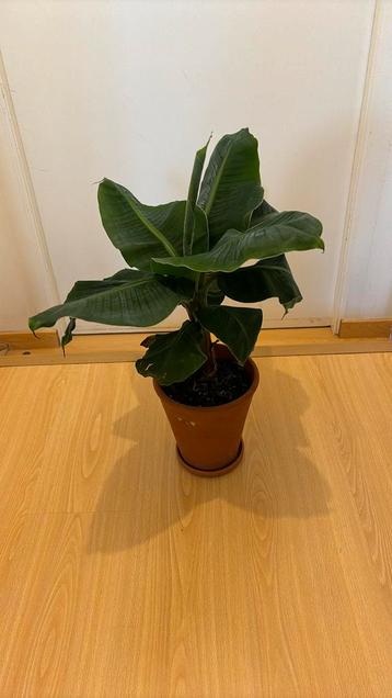 Bananenplant 55 cm hoog en 45 cm breed