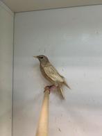 1-0 Europese spreeuw phaeo ( in nl ), Dieren en Toebehoren, Mannelijk, Wildzangvogel, Geringd