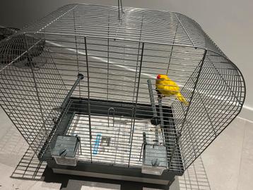 Kakariki, Perruche, Domestique