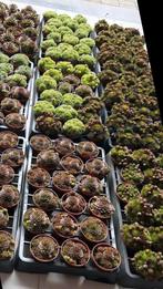 ‼️Sempervivum & agave & binnenplantjes ‼️, Tuin en Terras, Ophalen