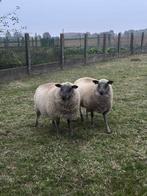 LAMMEREN E KOOP, Meerdere dieren, Schaap, 0 tot 2 jaar
