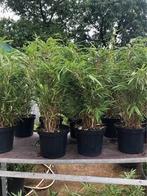 Fargesia rufa ( NIET woekerende bamboes !) vanaf 50 cm €8, Tuin en Terras, Ophalen