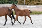 VEULEN DIAMANT DE SEMILLY X KANNAN UIT OLYMPISCHE LIJN, Dieren en Toebehoren, Paarden, Springpaard, Gechipt, Niet van toepassing