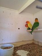 Ficheri's : pale fallow, Dieren en Toebehoren, Meerdere dieren, Dwergpapegaai of Agapornis, Geringd