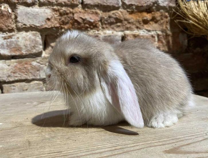 NHD Nederlandse hangoordwerg rammelaar, Dieren en Toebehoren, Konijnen, Dwerg, Mannelijk, 0 tot 2 jaar, Hangoor
