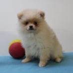 Kleine Kees reutjes - Belgische pups te koop, België, CDV (hondenziekte), 8 tot 15 weken, Meerdere