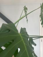 Monstera plant, Ophalen, 200 cm of meer, Overige soorten, Halfschaduw