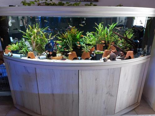Aquarium aquatantis met kast en alles er in, Dieren en Toebehoren, Vissen | Aquariumvissen, Zoetwatervis, Overige typen, Schoolvis