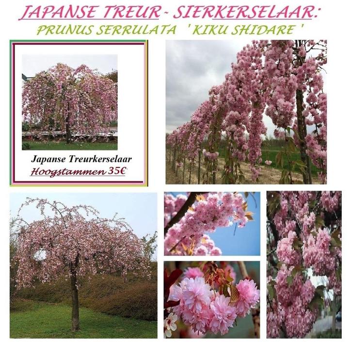 JAPANSE TREUR-KERSELAARS ,  HOOGSTAM = 35€/STUK, Tuin en Terras, Planten | Bomen, Treurboom, 250 tot 400 cm, Lente, Ophalen