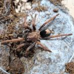 Cyriocosmus giganteus, Dieren en Toebehoren, Insecten en Spinnen