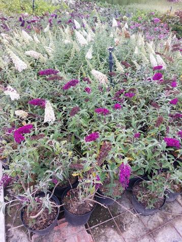 Vlinderstruik/ Buddleja davidii beschikbaar voor biedingen