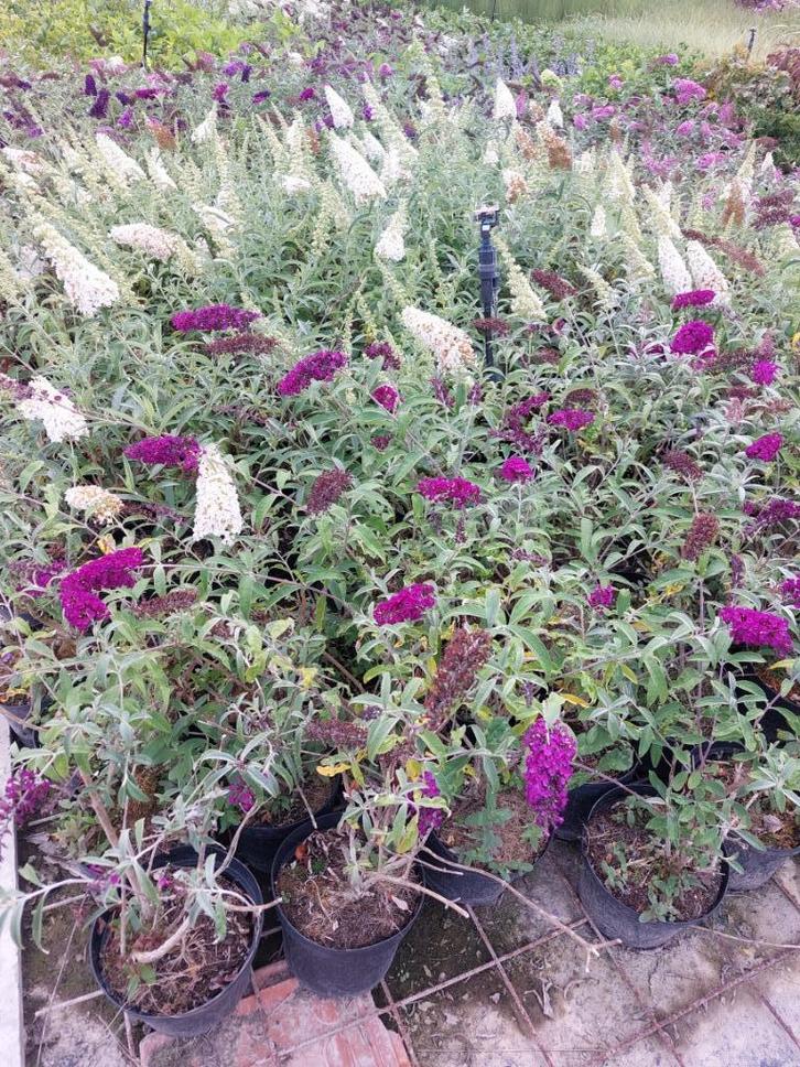 Vlinderstruik/ Buddleja davidii, Tuin en Terras, Planten | Struiken en Hagen, Struik, Vlinderstruik, Minder dan 100 cm, Ophalen