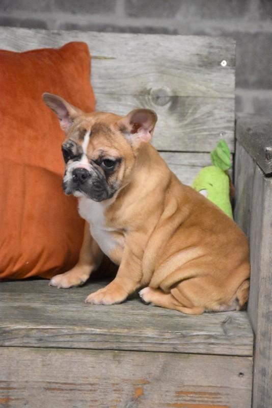 Bruin Frans Bulldog pupje, Animaux & Accessoires, Chiens | Bouledogues, Pinschers & Molossoïdes, Chienne, Bouledogue, Éleveur | Professionnel