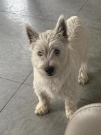 West highland terriër /westy/westie/wit/pup/hond/actief/slim, België, Fokker | Hobbymatig, Overige rassen, 8 tot 15 weken