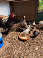 Gezonde kippenfamilie, Dieren en Toebehoren, Meerdere dieren, Kip