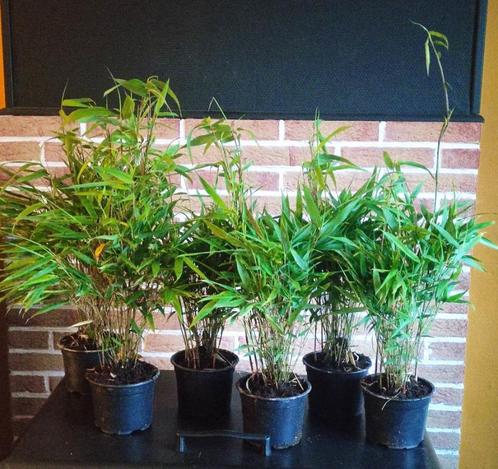 Bambou non invasifs, profitez-en, Tuin en Terras, Planten | Tuinplanten, Vaste plant, Ophalen