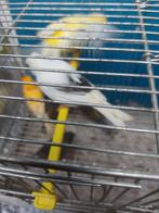 Kanaries, Animaux & Accessoires, Oiseaux | Canaris, Mâle, Canari de couleur