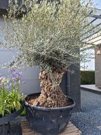 Olijfboom Olea Europaea Bonsai, Ophalen, Olijfboom