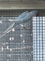 Halsbandparkiet, Dieren en Toebehoren, Vogels | Parkieten en Papegaaien