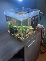 Aquarium met guppy’s en modderkruiper incl. pomp&verwarming, Ophalen, Zo goed als nieuw