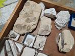 Lot de fossiles Crétacé, Enlèvement ou Envoi, Fossile