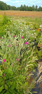 Prikneus roze en wit, Silene Coronaria, Volle zon, Vaste plant, Zomer, Ophalen