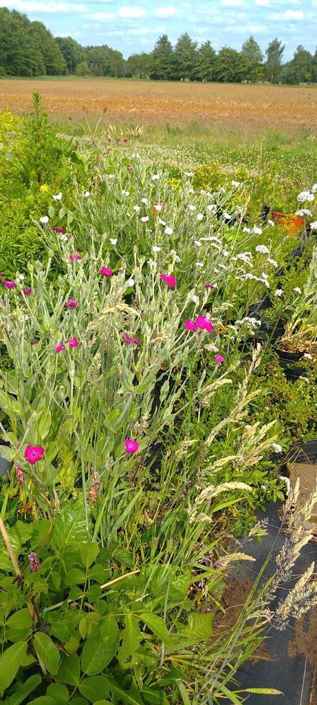 Prikneus roze en wit, Silene Coronaria, Tuin en Terras, Planten | Tuinplanten, Vaste plant, Overige soorten, Volle zon, Zomer