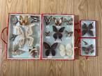 2 boîtes de papillons sous verre, Verzamelen, Dierenverzamelingen, Ophalen, Gebruikt, Insect, Overige typen