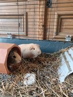 3 vrouwelijke cavia's en toebehoren, Dieren en Toebehoren, Knaagdieren, Cavia