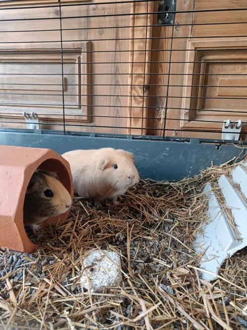 3 vrouwelijke cavia's en toebehoren, Dieren en Toebehoren, Knaagdieren, Cavia
