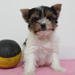Biewer Yorkshire - puppy's te koop (Belgisch), Dieren en Toebehoren, Honden | Jack Russells en Terriërs, Yorkshire Terriër, België